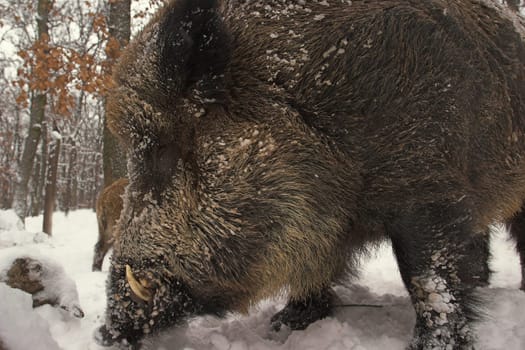 WILD-BOAR