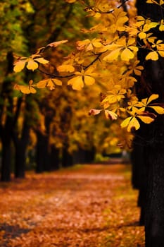 Autumn alley