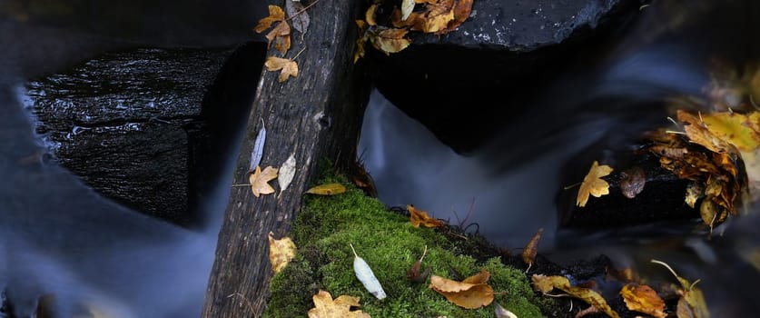 Water and leaves