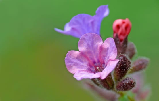The spotted lungwort (Pulmonaria officinalis) grows in spring in herbaceous mixed deciduous and beech forests. The small,radial flowers contain anthocyanins as dyes. They are red at first,but change color during flowering