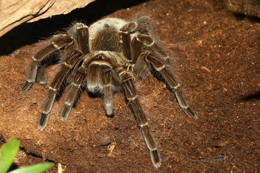 Goliath tarantula,it can reach a leg span length of up to 30cm
