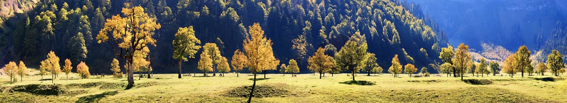 Maple Floor Panorama