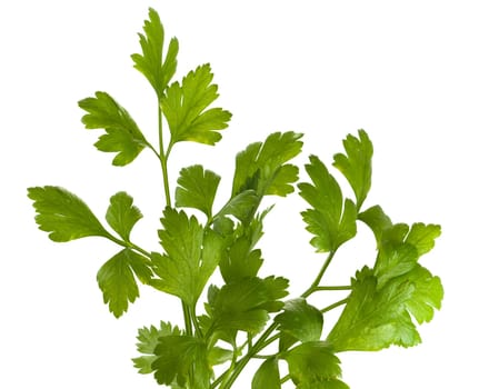 organic parsley italian