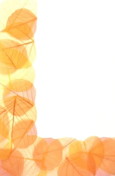 Dry colored leaves over white background