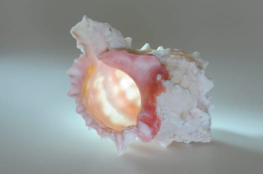 Sea snail