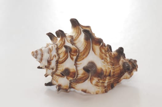 Sea snail