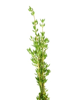 herb thyme