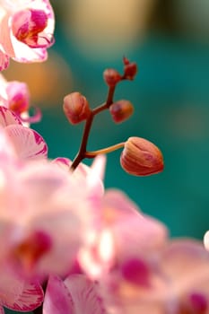 Buds of white orchid