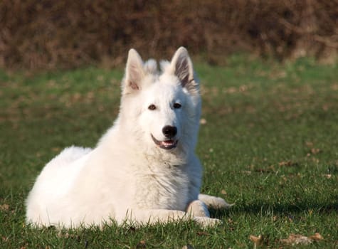 Berger Blanc Suisse
