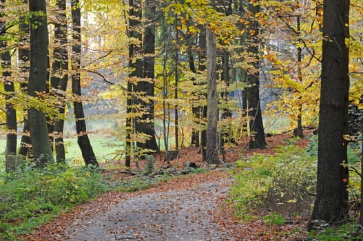 Forest path in autumn