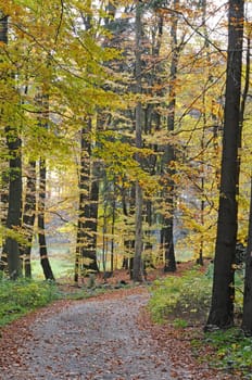 Forest path in autumn