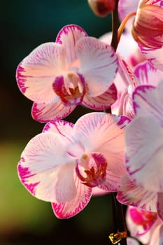 White orchid