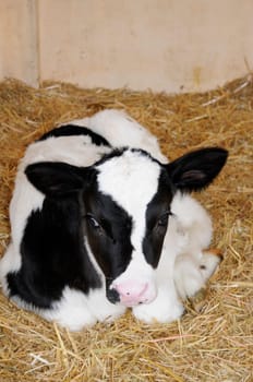Calves