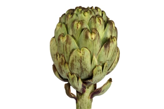 Artichoke