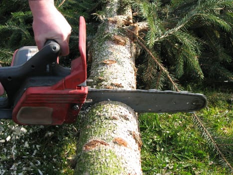 Chainsaw and fir tree