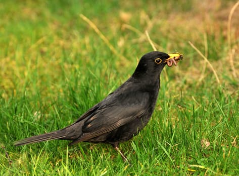 Foraging in the garden...