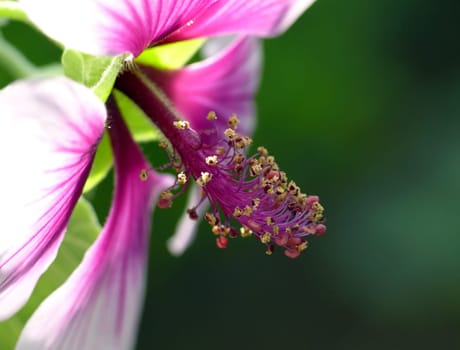 The bush mallow &amp #8218 Maritima&amp #8217 originates from the western Mediterranean (Iberian Peninsula,France,Canary Islands,Tunisia). Due to the flowers that open all year round,it is an attractive container plant. The large-flowered,e.g