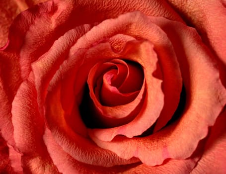 The Rose