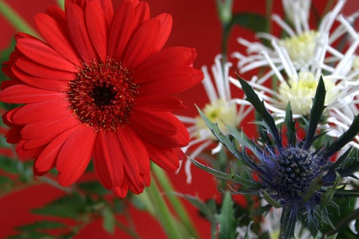Gerbera