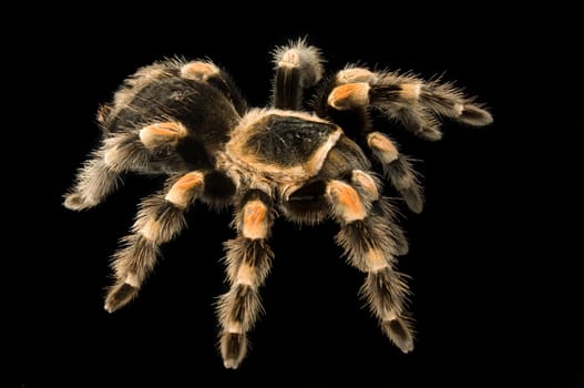 Tarantula