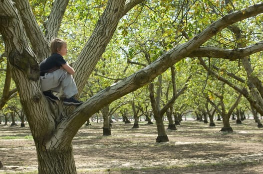Tree Climber