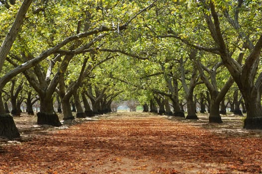 Green Tunnel
