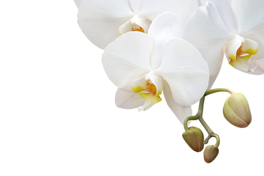orchid