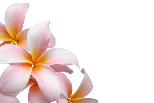 Frangipani flowers - Hawaii flowers