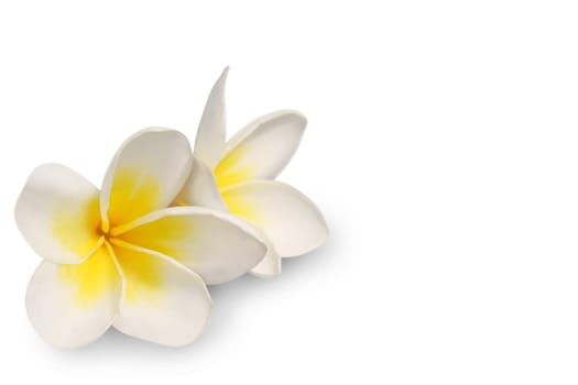 Two frangipani flowers