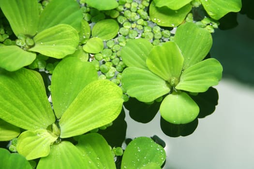Water plants