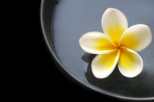 Frangipani