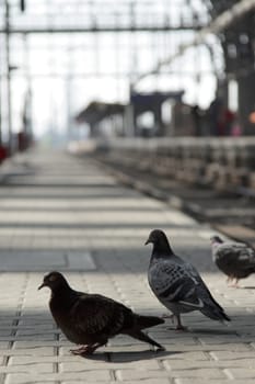 Pigeons on the platform