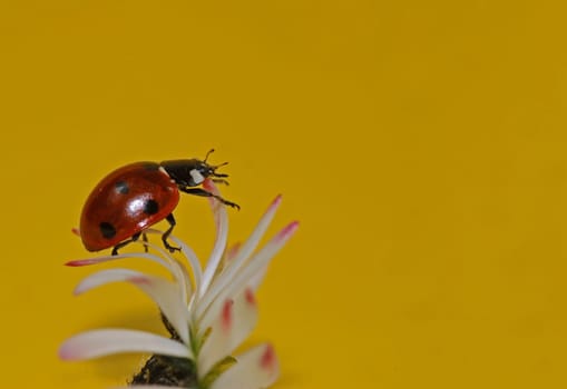 Ladybug