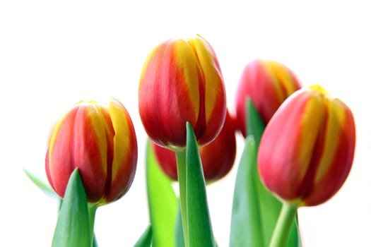 Red-Yellow-Green