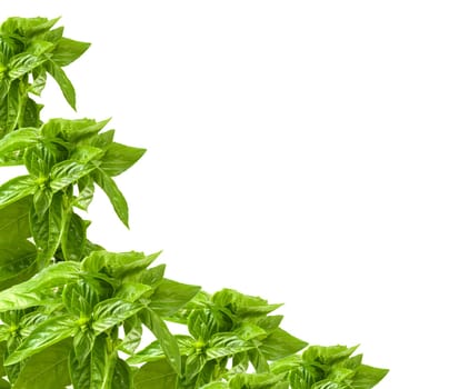 basil border background on white