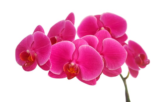 Orchid