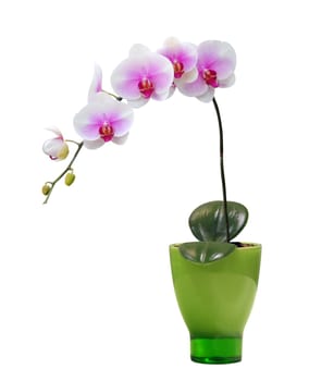 Orchid