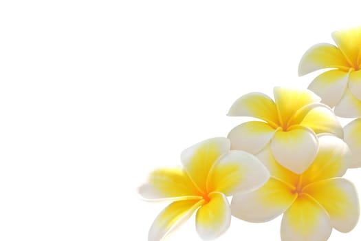 Frangipani - tropical hawaiian flower