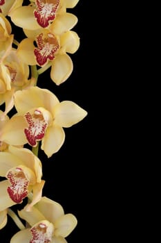 orchid