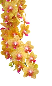 Orchid