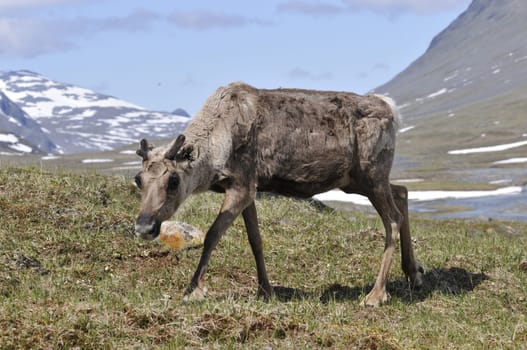 Reindeer in Sarek National Park