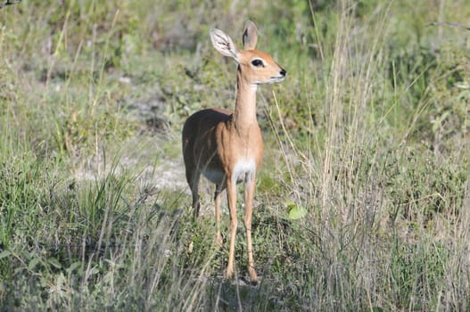 African Capricorn Etosha