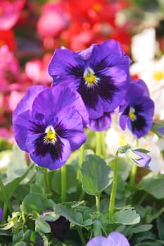 pansy