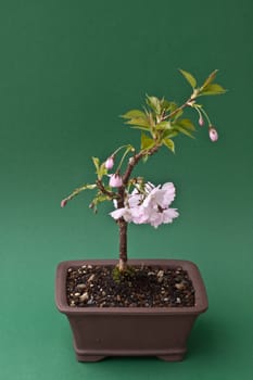 Flowering Bonsai Ornamental Cherry (Prunus...)