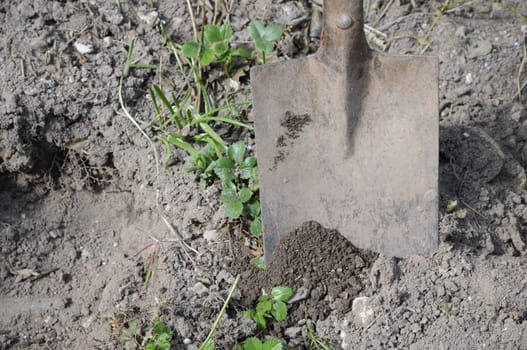 Spade