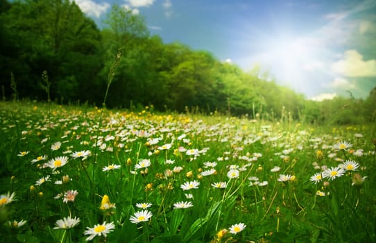 prairie under the sun