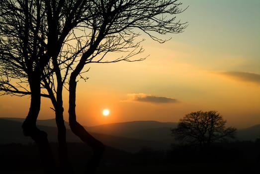 Trees in front of sunset