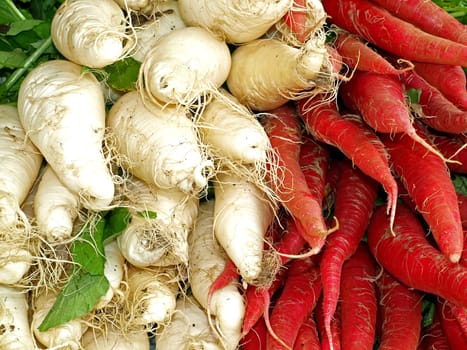 fresh radish
