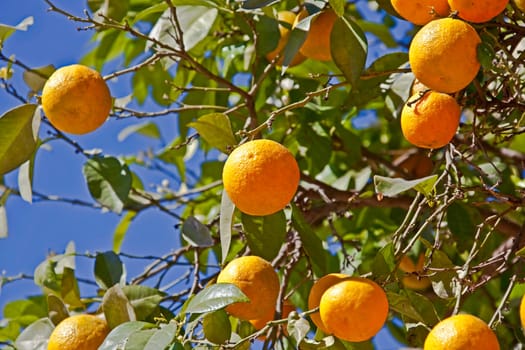 ripe oranges on tree with blue sky