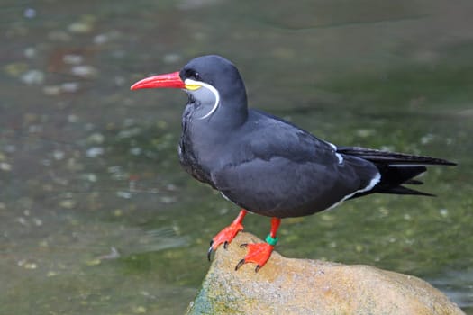 Inca Tern